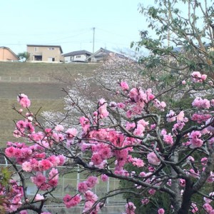 庭の桃と公園の桜