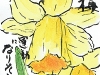 ラッパ水仙