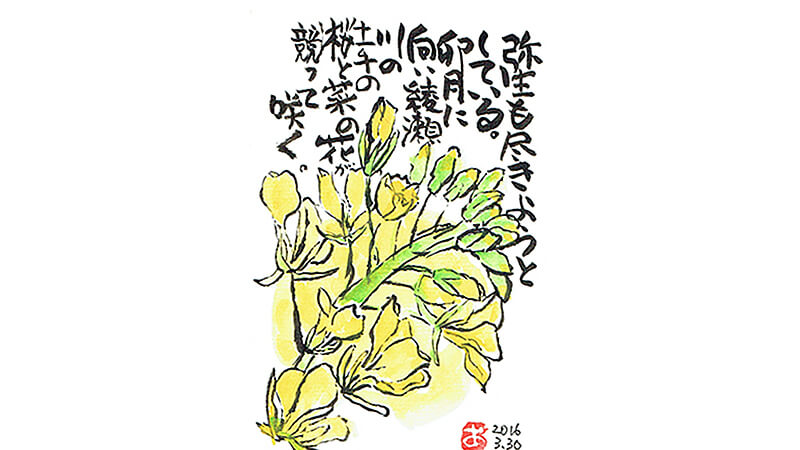 絵手紙--菜の花